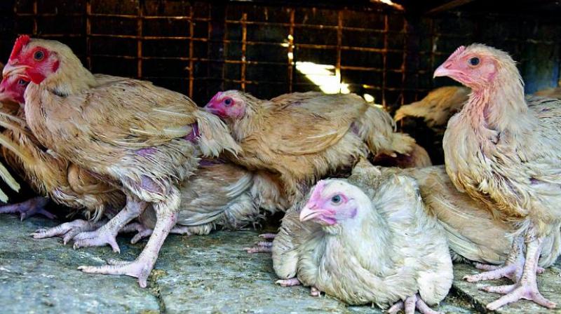 Hyderabad: Farmer seeks aid after 5,000 chickens drown