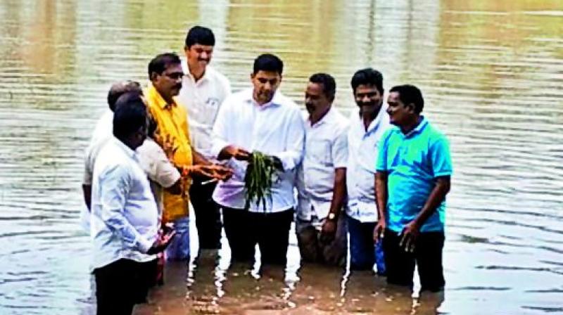 MLC Nara Lokesh takes a look at the damaged paddy crop at Penumantra during his visit to flood-hit areas in West Godavari on Wednesday. 	(DC)