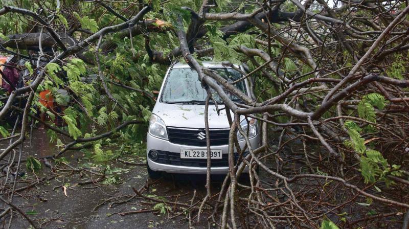 A tree uprooted over a car parked near Sreekanteswaram Temple in Thiruvananthapuram.  (Photo: A.V. MUZAFAR)