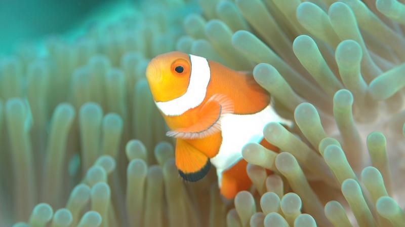 Not clowning about: Study reveals Finding Nemo may get harder  Not  clowning about: Study reveals Finding Nemo may get harder