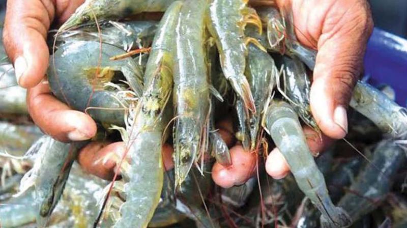 Kochi: Tiger shrimp biz is getting fat