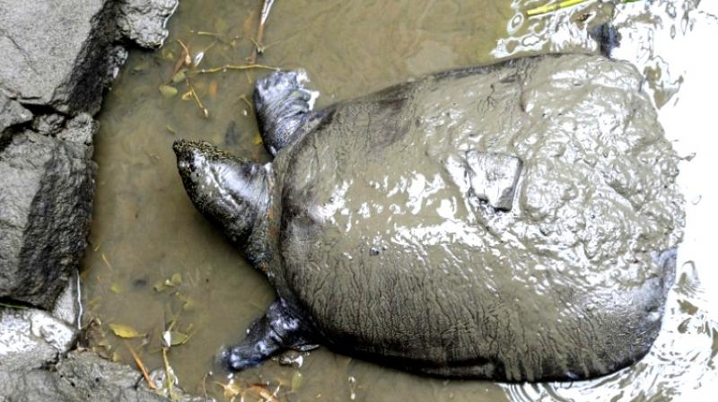 Worldâ€™s rarest turtle moves a step closer to extinction