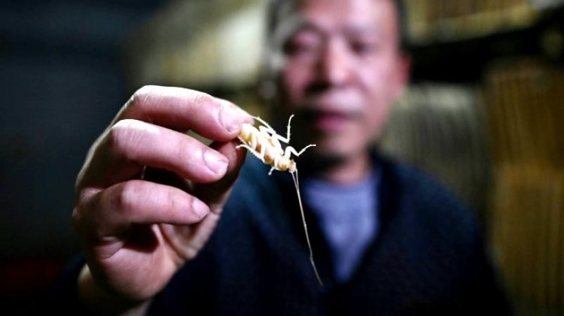 Farmer breeds cockroach for human consumption