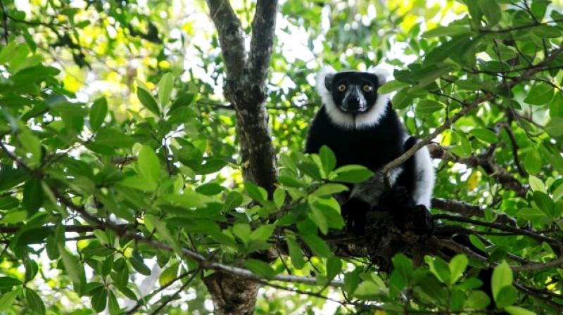 Lemur battling threat of extinction