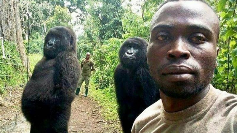 Man takes selfie with two orphaned gorillas
