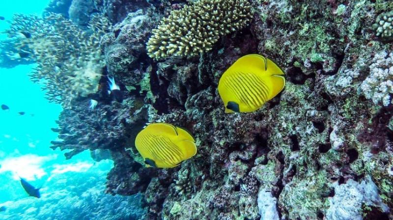 Rebound tourism threatens Egyptâ€™s fragile marine ecosystem