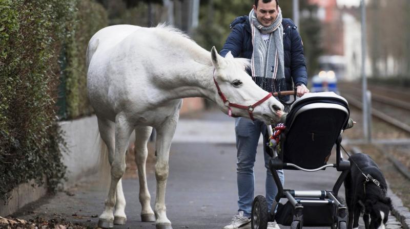 Strolling mare: Frankurtâ€™s much talked about attraction