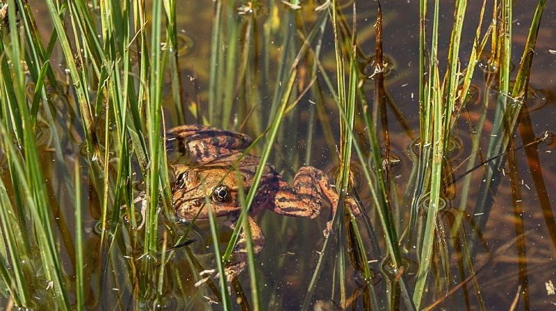 Ecologists find eggs of red-legged frogs in Yosemite
