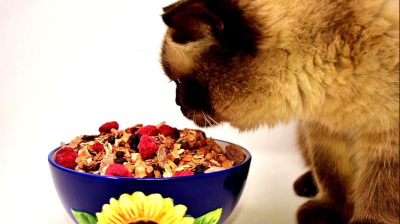 Homemade food might not be healthy for your cat