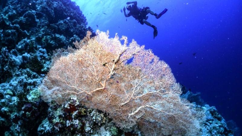 Super corals can sustain in warm and acidic weather