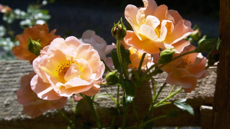 Demand of hybrid roses on the rise