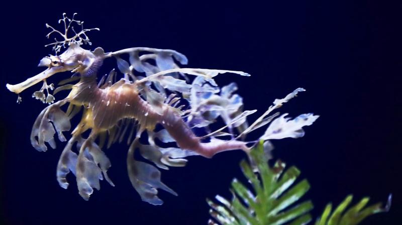 Aquarium that displays rare sea dragons; visual delight