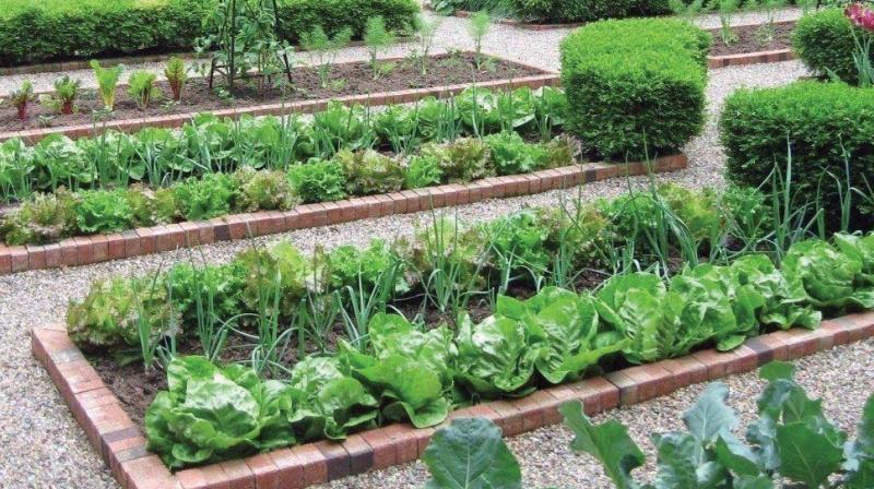 Bengaluru: Kitchen gardens in backyard, govt schools get a boost