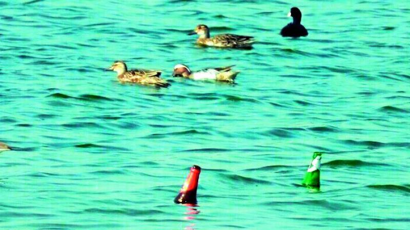 Liquor bottles float along with ducks at the Buffalo lake on the UoH campus