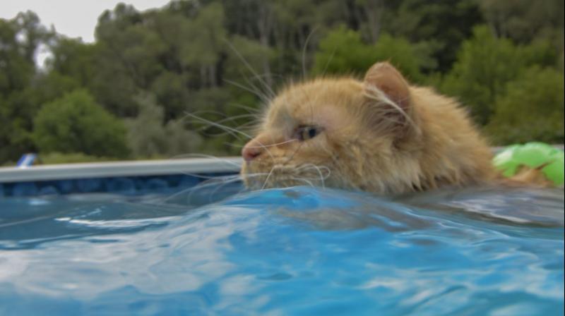 Pennsylvania cat that loves to swim