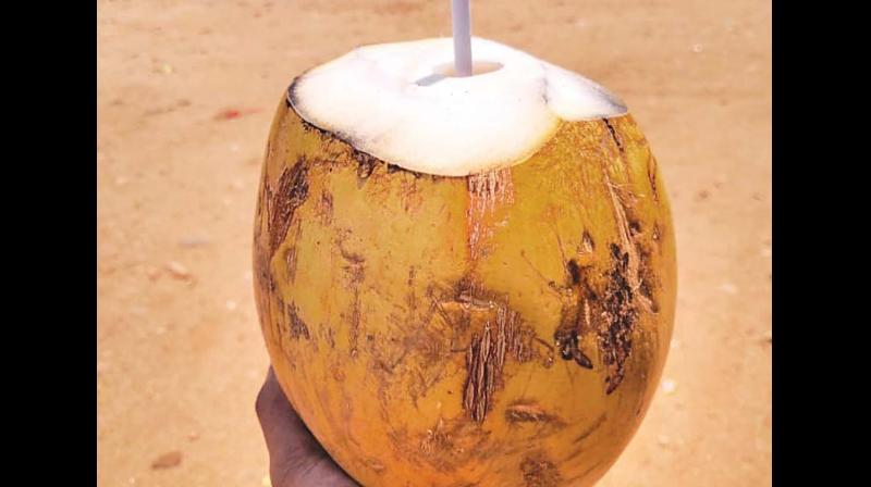Chennai: Tender coconut goes hard on wallet