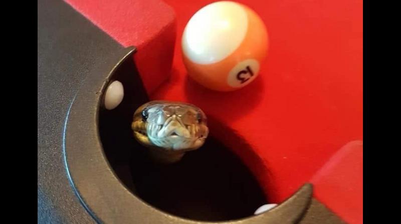 Python pops out during a pool game in Brisbane, see pictures