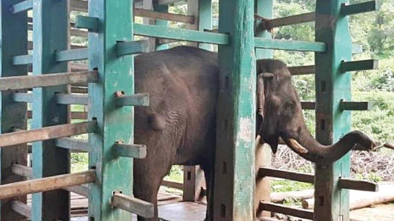 The alleged crop raider elephant Chinathambi was brought out from kraal at ATR after 5 long months.  (DC)