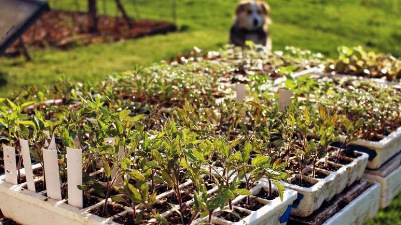 Prepare your plants before they face great outdoors
