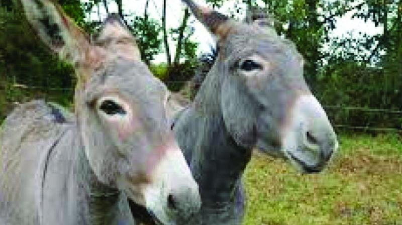 According to animal lovers, donkeys are being indiscriminately slaughtered and the meat is being sold openly,