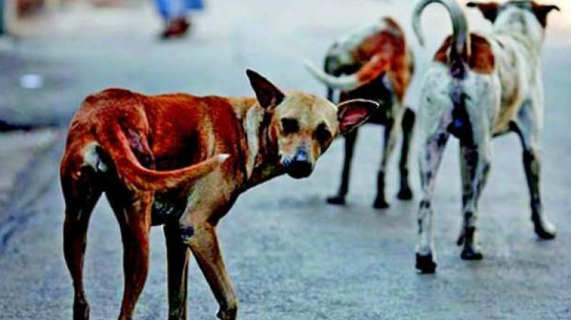 Hyderabad: Congress leader beats neighbours over dog poop