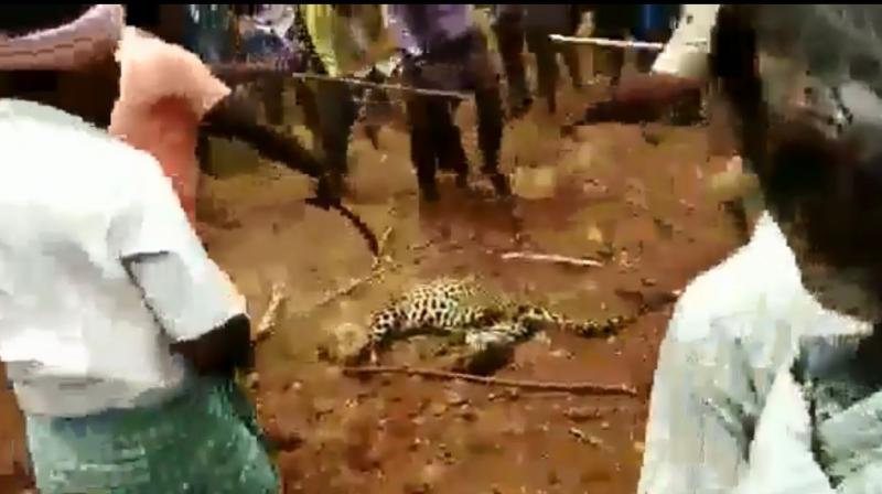 Watch: Leopard beaten to death with sticks, stones by mob in Karnataka