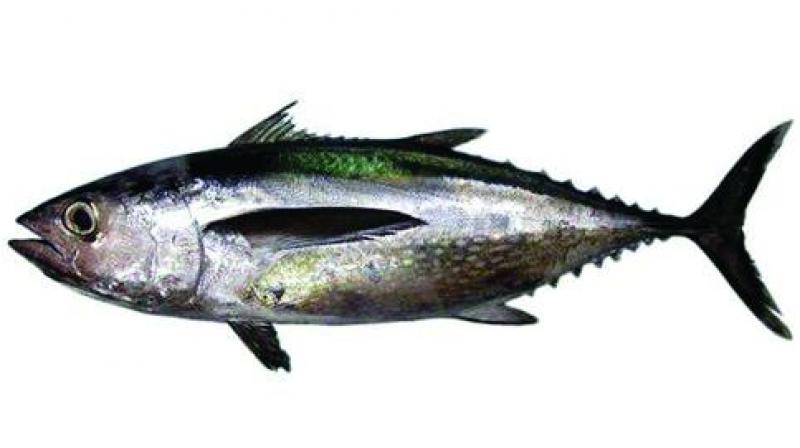 India may set up special fishing zone for Tuna