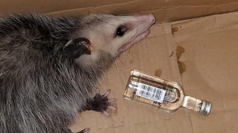 It sobered up at a wildlife rescue centre and was released unharmed. (Photo: Facebook/Emerald Coast Wildlife Refuge)