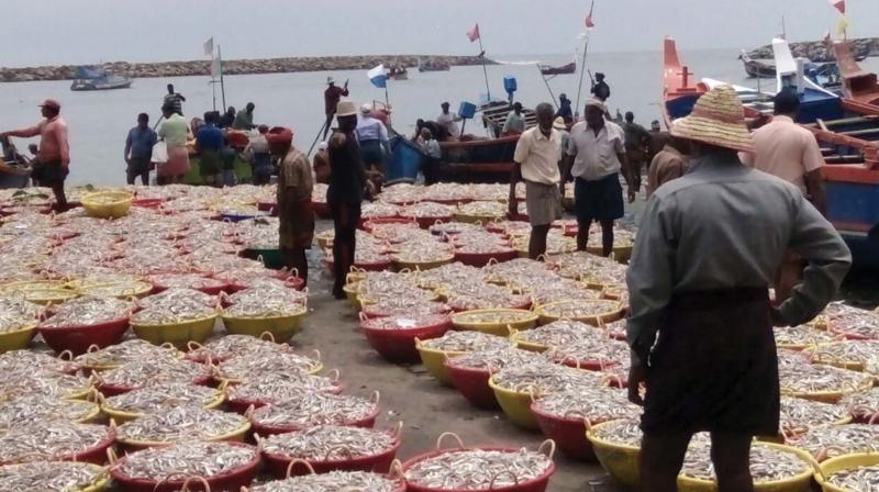 Fishers in front of haul of prawn at Chellanam the other day.
