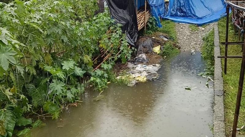 17 animals killed as shed collapses due to rains in Delhi