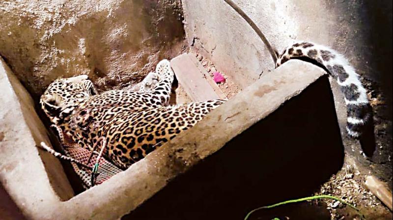 Hassan: Leopard locked up in abandoned house rescued