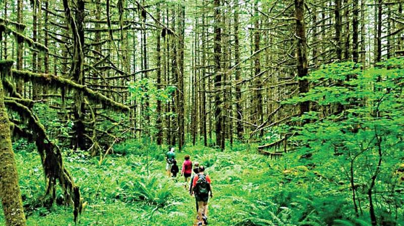 Bengaluru: Move to amend Forest Act flayed