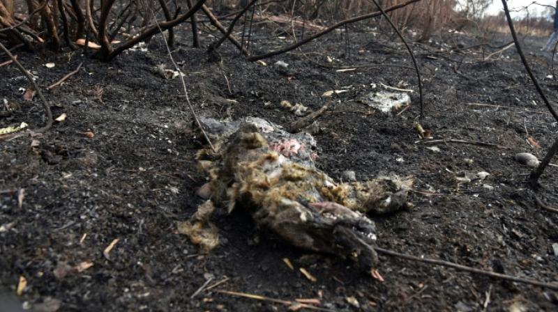 Charred animal carcasses found in Bolivia