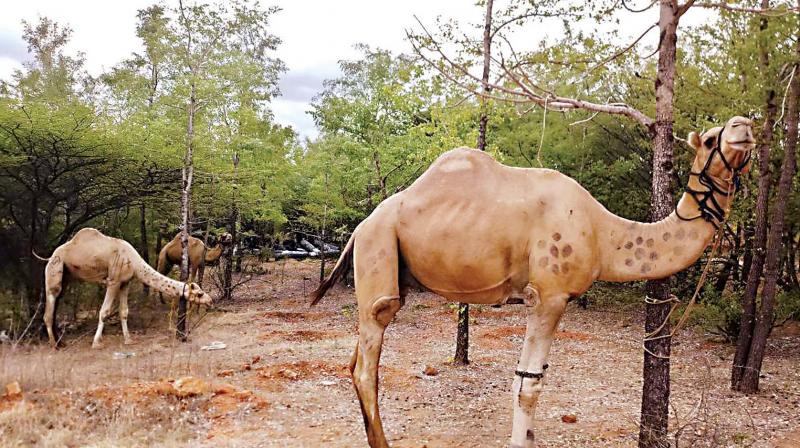 For Hampi cops, nomadic tribe no performers, camels confiscated