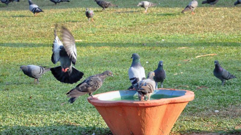 Thiruvananthapuram: Spare water for birds, appeals Forest dept