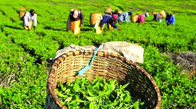 Tea industry neglected