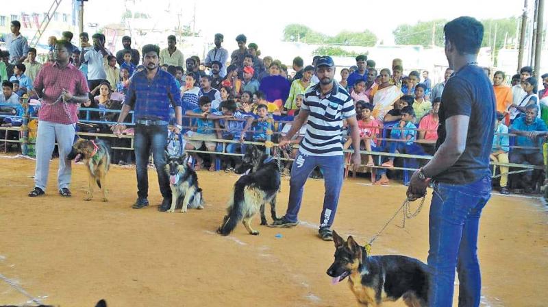Rajapalayam breed takes crown at Krishnagiri dog show