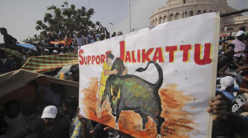 Protestors hold placards demanding Jallikattu. (Photo: PTI)