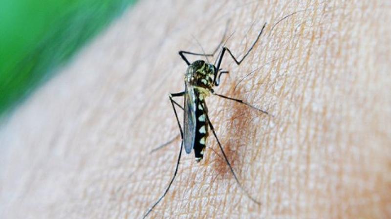 Cells in a mosquitos gut take up iron in the blood and use it to produce reactive oxygen. (Photo: ANI)