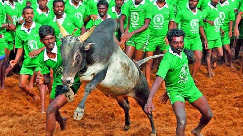With just a few weeks to go for Pongal, a new set of guidelines for conducting traditional jallikattu in Tamil Nadu is being prepared by the Animal Welfare Board of India (AWBI).