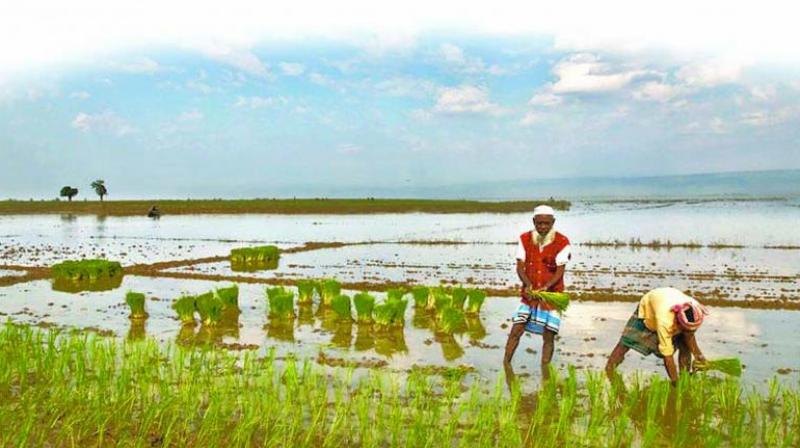 Cauvery Calling: A lucrative plan to increase farmersâ€™ wealth