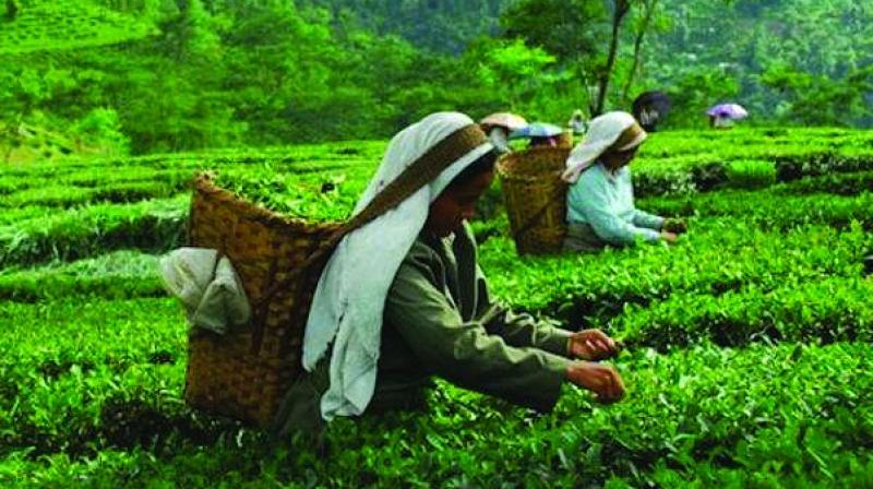 Tea profit likely to contract 140-150 bps: Crisil