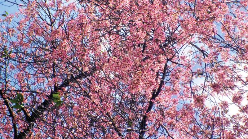 Cherry blossom brings colours to Nilgiris
