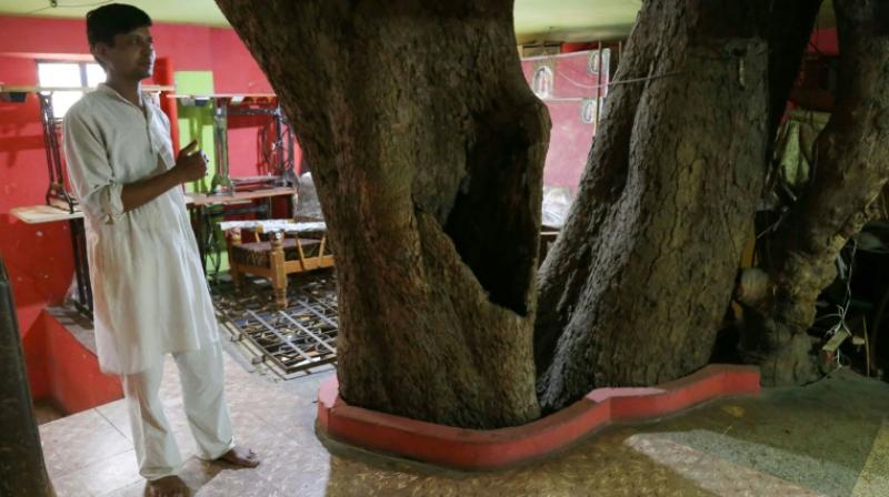 MP family refuses to cut 150 years old tree, now lives around it