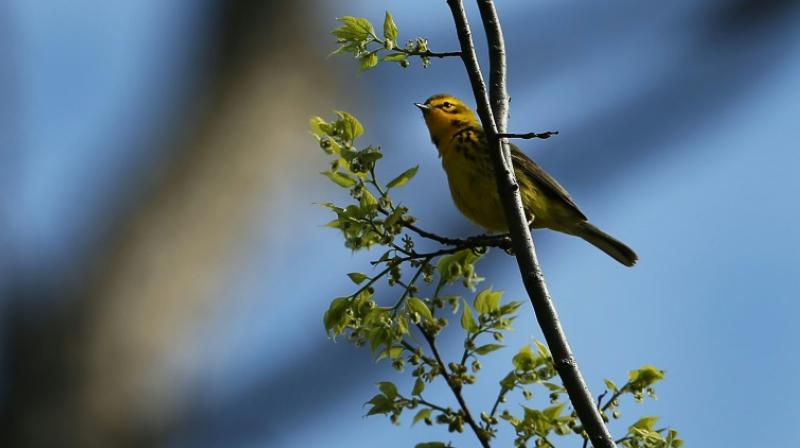Bird population in North America dipped by 3 billion since 1970