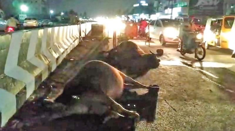 Chennai: Mixer lorry kills cattle, residents go on rampage