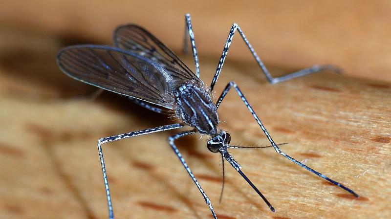 Dengue threat is inside your house