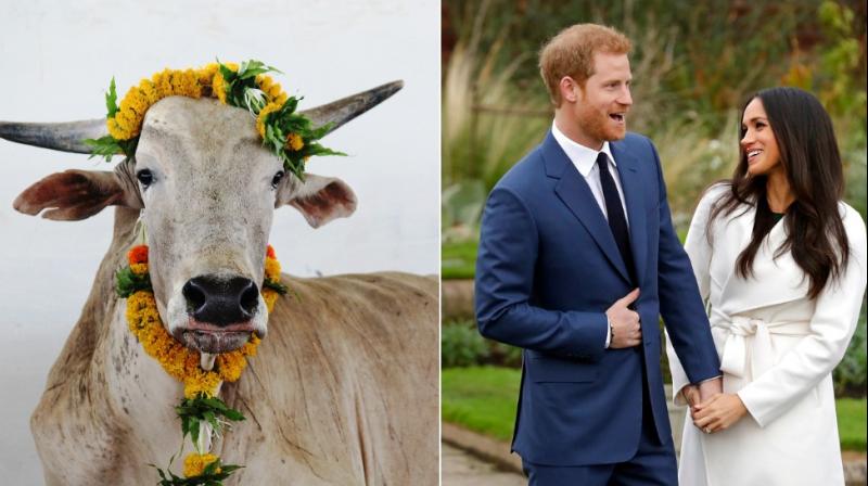 Royal wedding: Meet Merry, PETAs mooving gift to Harry and Meghan