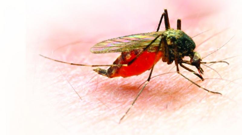 Hyderabad: Are you ready to deal with malaria?