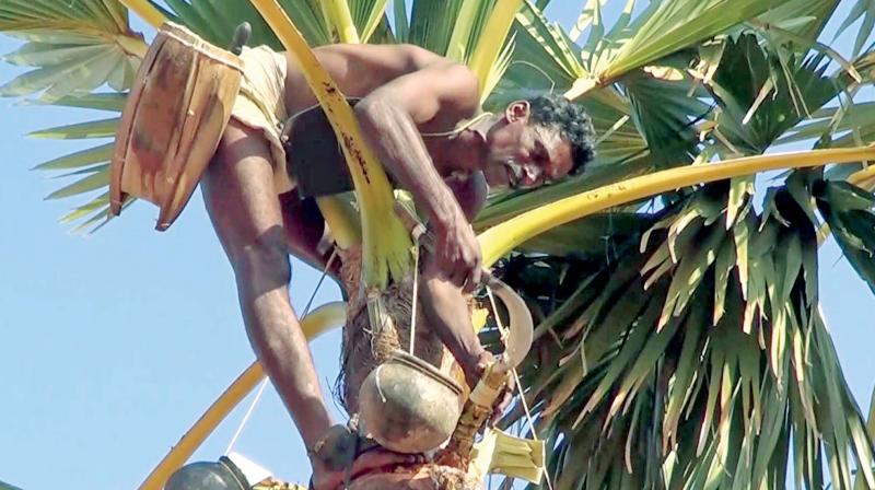 Palm tree farmers in Ramnad in the doldrums